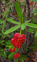 Isalo Flower Xxx Red Plant Spines