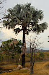 Isalo Tree Bismark Palm