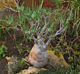 Isalo Tree Pachypodium Rosulatum