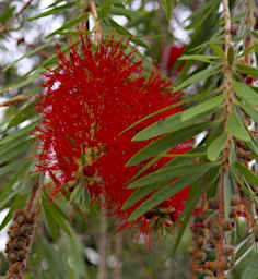 Isalo Tree Xxx Bottlebrush