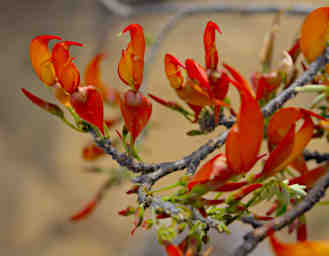 Isalo Plant Witch's Claw