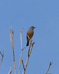 Isalo Bird Forest Rock Thrush Bensons