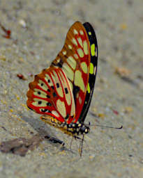 Isalo Butterfly Graphium Cyrnus