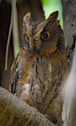 Isalo Bird MGScops Owl