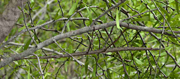 Isalo Bug Stick Insect