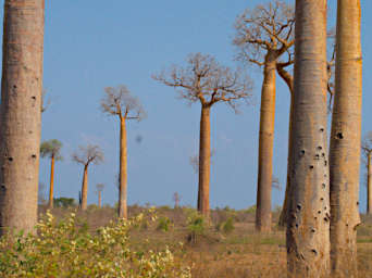 Kirindy Baobabs PA280693