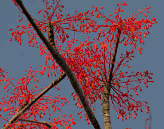 Kirindy Tree Flower Xxx Red PA280711