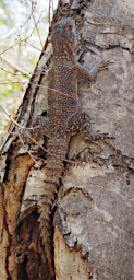 Kirindy Lizard Merrems MGSwift PA290797