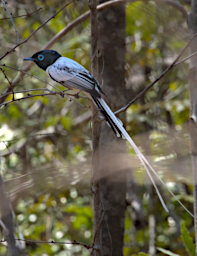Kirindy Bird MGParadise Flycatcher PA290799