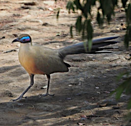 Kirindy Bird Giant Coua