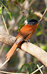 Kirindy Bird MGParadise Flycatcher F