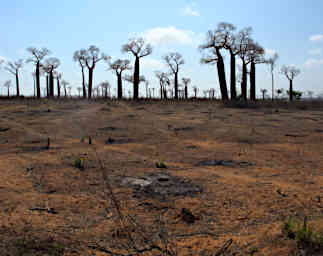 Kirindy Baobabs Burned Ground