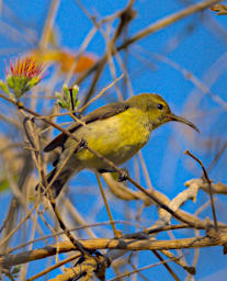 Kirindy Bird Souimanga Sunbird F