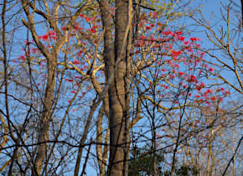 Kirindy Tree Red Flowers