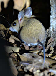 Kirindy Tuft Tailed Forest Rat