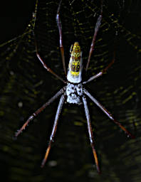 Kirindy Spider Golden Orb Web