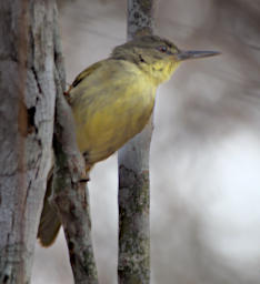 Kirindy Bird Long Billed Tetraka