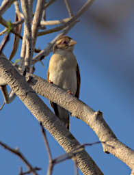 Kirindy Bird Sakalava Weaver F