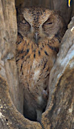 Kirindy Bird MGScops Owl