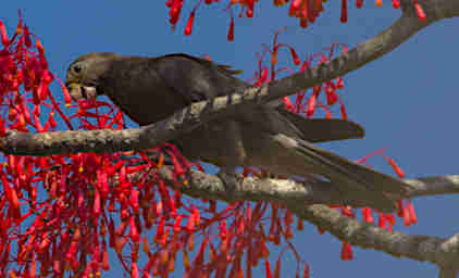 Kirindy Bird Greater Vasa Parrot