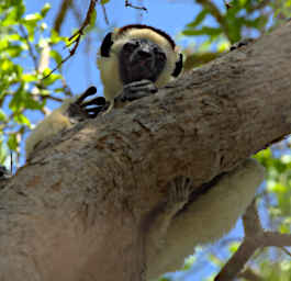 Kirindy Lemur Verreauxs Sifaka