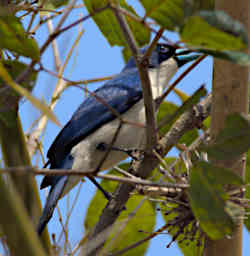 Kirindy Bird Blue Vanga