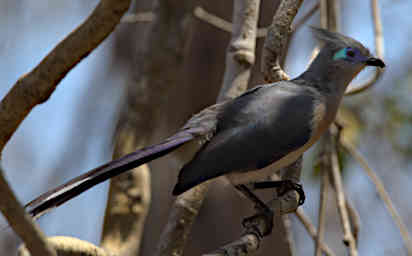 Kirindy Bird Crested Coua