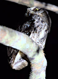 Kirindy Bird MGScops Owl