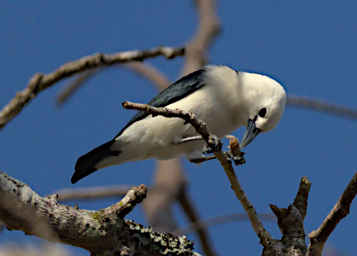 Kirindy Bird White Headed Vanga