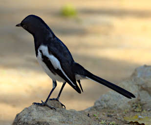 Kirindy Bird MGMagpie Robin