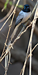 Kirindy Bird MGParadise Flycatcher