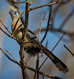 Kirindy Bird Crested Coua