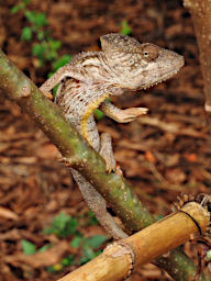 Manambolo R Chameleon Oustalets