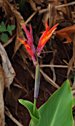 Manambolo R Flower Xxx Red
