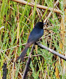 Manambolo R Bird Fork Tailed Drongo