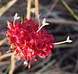 Manambolo R Flower Xxx Red