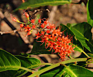Manambolo R Flower Xxx Orange