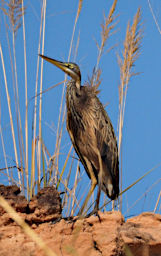 Manambolo R Bird Purple Heron