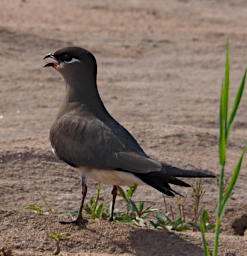 Manambolo R Bird MGPratincole