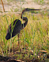 Manambolo R Bird Purple Heron
