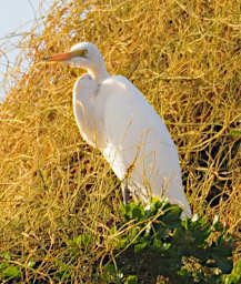 Manambolo R Bird Great Egret