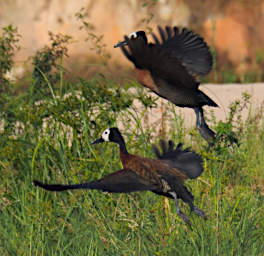 Manambolo R Bird White Faced Whistling Duck