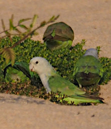 Manambolo R Bird Grey Headed Lovebird