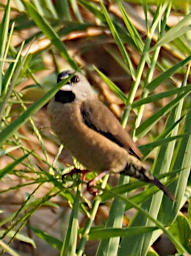 Manambolo R Bird MGMannikin