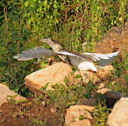 Manambolo R Bird Xxx MGPond Heron