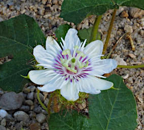 Manambolo R Flower Xxx White Purple