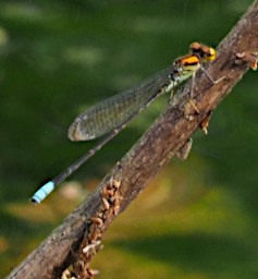 Manambolo R Bug Dragon Fly Xxx Orange Blue