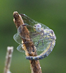 Manambolo R Bug Dragonfly Xxx Xparent