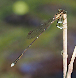 Manambolo R Bug Dragonfly Xxx Gold