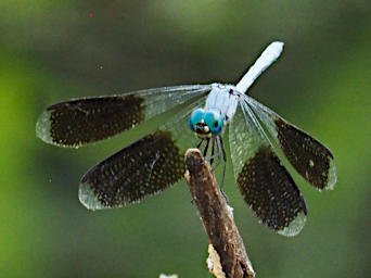 Manambolo R Bug Dragonfly Xxx Blue
